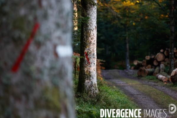 Invasion de scolytes dans la forêt vogienne