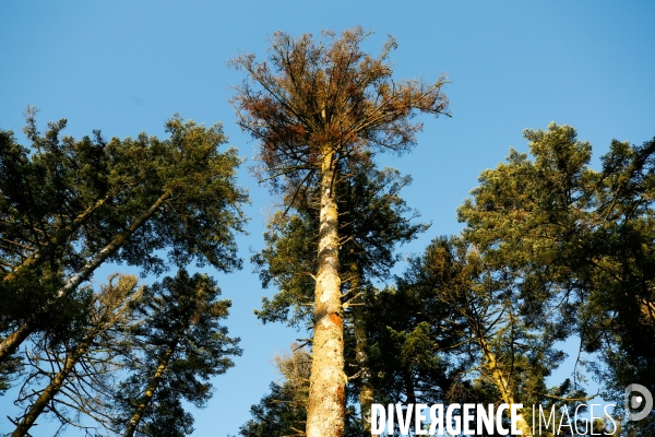 Invasion de scolytes dans la forêt vogienne