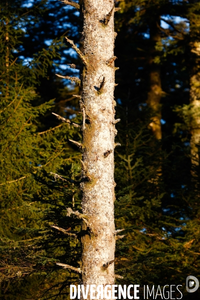 Invasion de scolytes dans la forêt vogienne