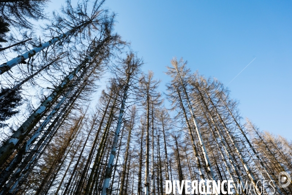 Invasion de scolytes dans la forêt vogienne