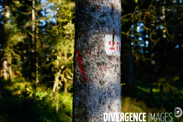 Invasion de scolytes dans la forêt vogienne