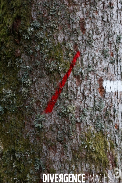 Invasion de scolytes dans la forêt vogienne