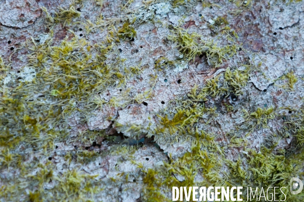 Invasion de scolytes dans la forêt vogienne