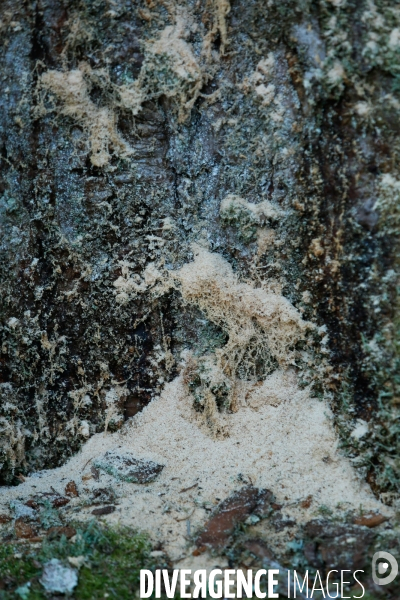 Invasion de scolytes dans la forêt vogienne