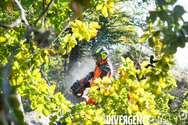 Invasion de scolytes dans la forêt vogienne