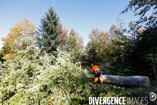 Invasion de scolytes dans la forêt vogienne