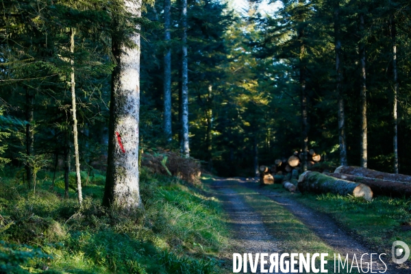 Invasion de scolytes dans la forêt vogienne