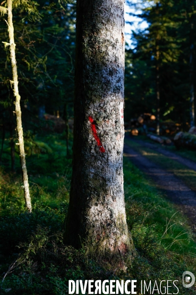 Invasion de scolytes dans la forêt vogienne