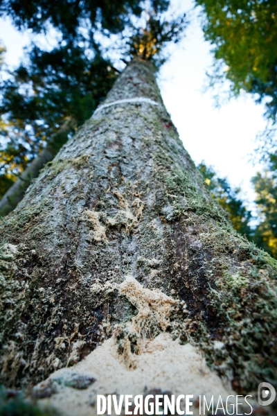 Invasion de scolytes dans la forêt vogienne