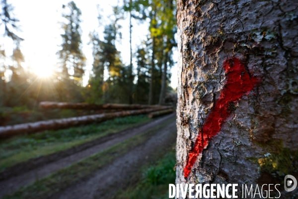 Invasion de scolytes dans la forêt vogienne