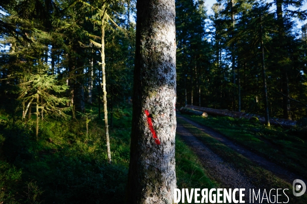 Invasion de scolytes dans la forêt vogienne