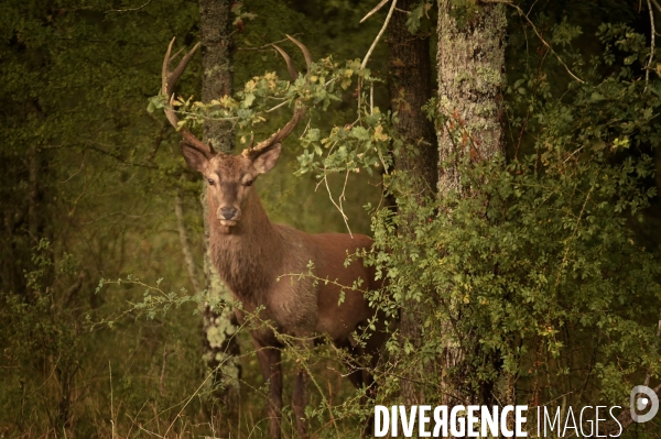 La faune sauvage de Sologne