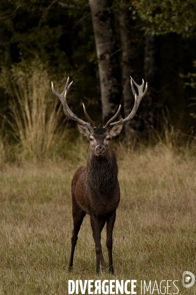 La faune sauvage de Sologne