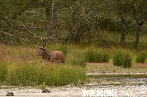 La faune sauvage de Sologne