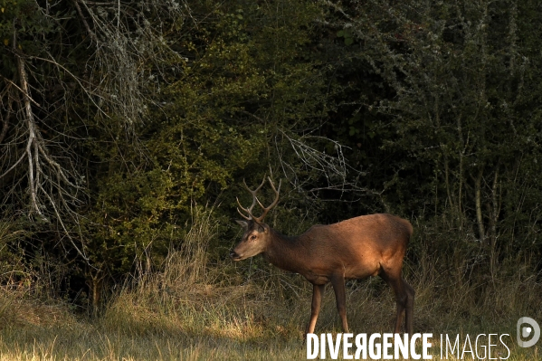 La faune sauvage de Sologne