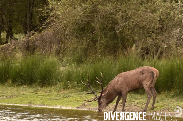 La faune sauvage de Sologne