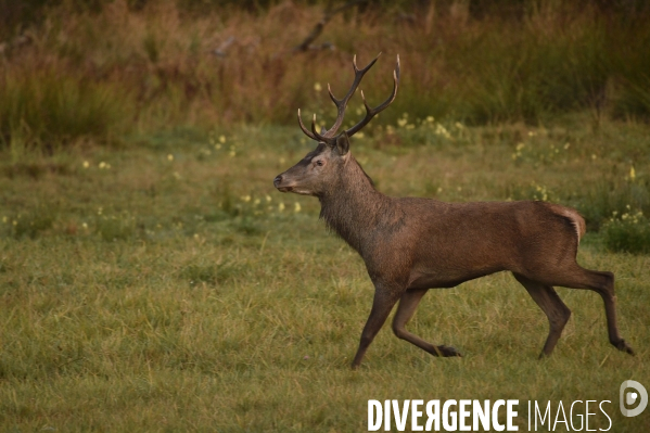 La faune sauvage de Sologne