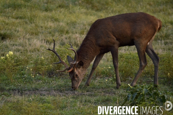 La faune sauvage de Sologne