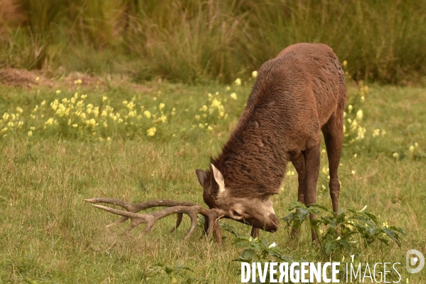 La faune sauvage de Sologne