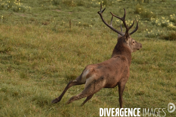 La faune sauvage de Sologne