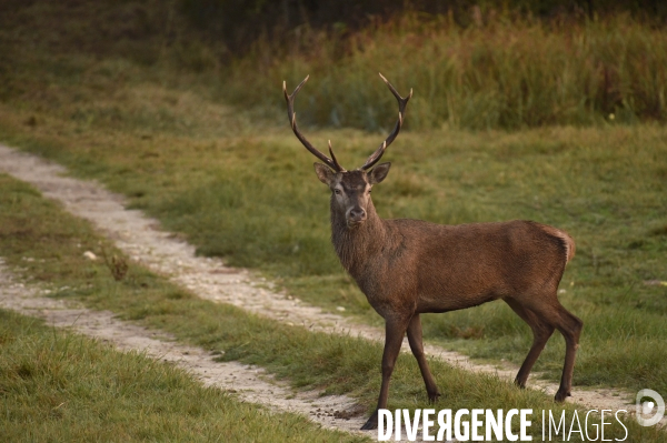 La faune sauvage de Sologne