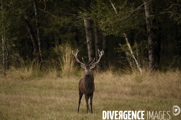 La faune sauvage de Sologne