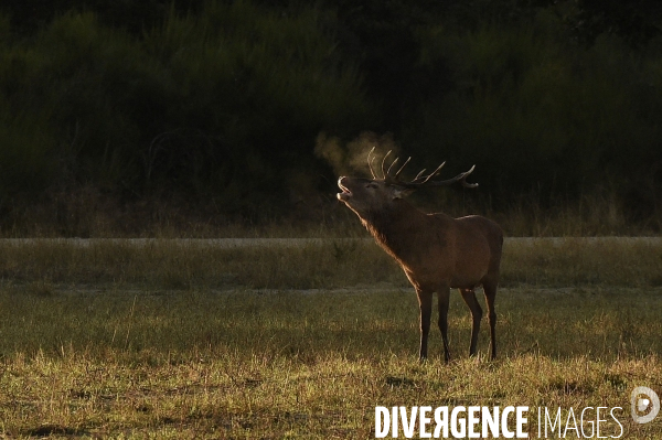 La faune sauvage de Sologne