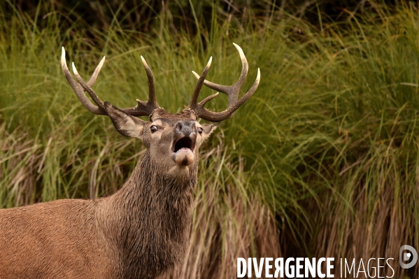 La faune sauvage de Sologne