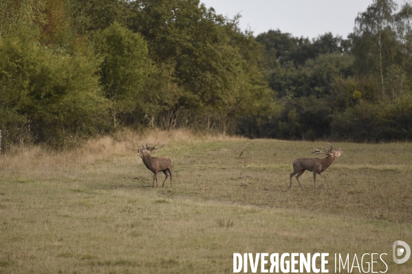 La faune sauvage de Sologne