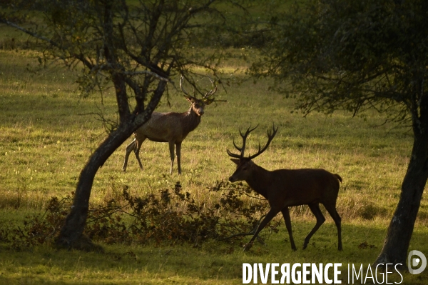 La faune sauvage de Sologne