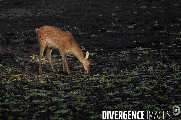 La faune sauvage de Sologne