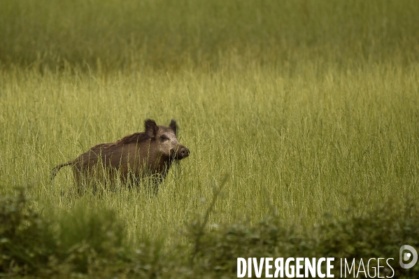 La faune sauvage de Sologne