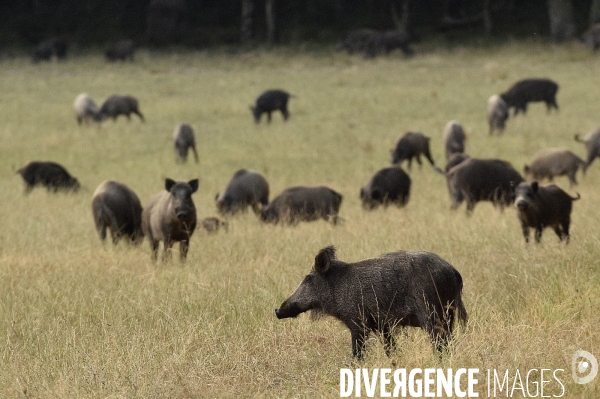 La faune sauvage de Sologne