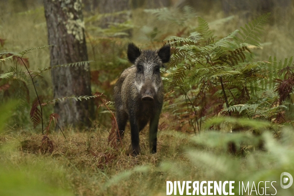 La faune sauvage de Sologne