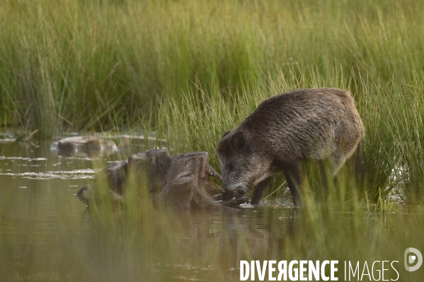 La faune sauvage de Sologne