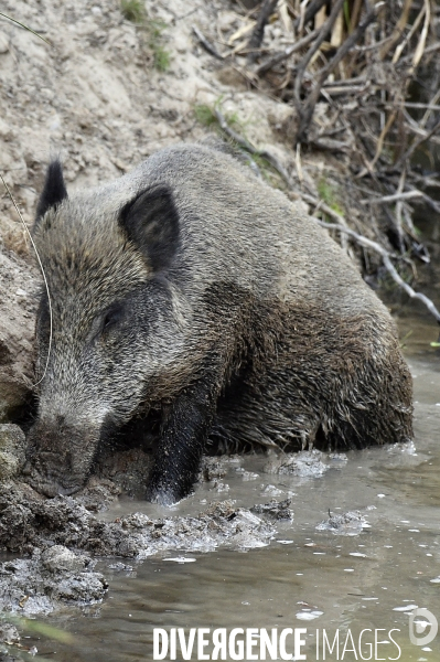 La faune sauvage de Sologne