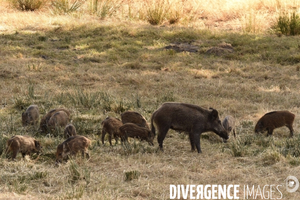 La faune sauvage de Sologne