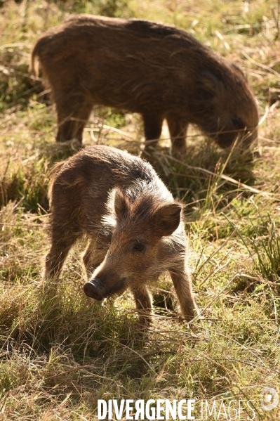 La faune sauvage de Sologne