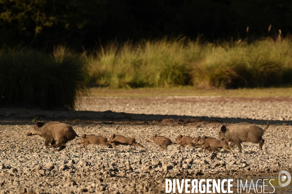 La faune sauvage de Sologne