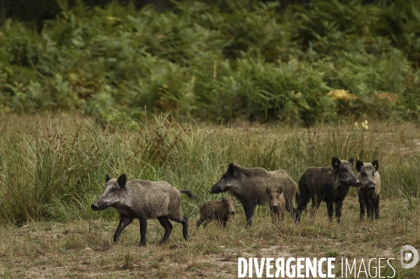 La faune sauvage de Sologne