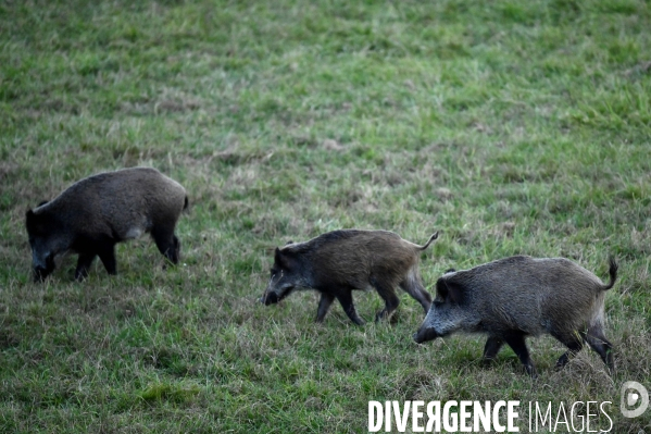La faune sauvage de Sologne