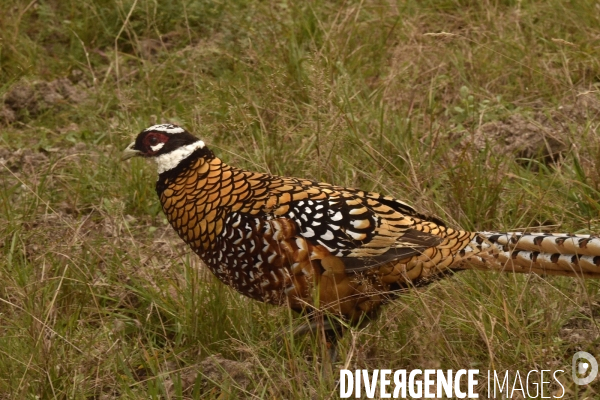 La faune sauvage de Sologne