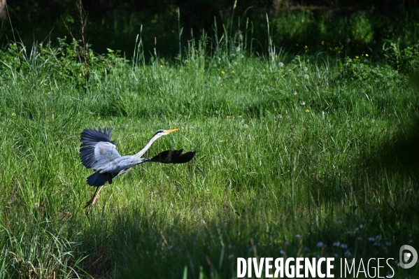 La faune sauvage de Sologne