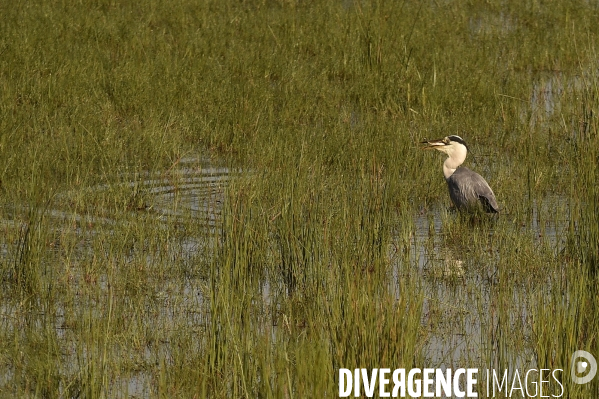 La faune sauvage de Sologne