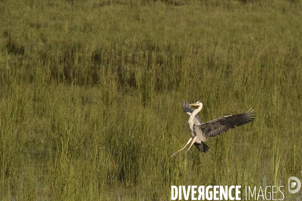 La faune sauvage de Sologne
