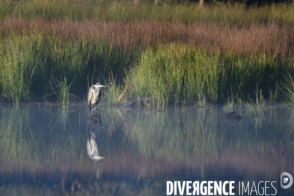 La faune sauvage de Sologne