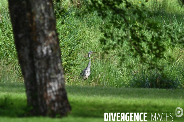 La faune sauvage de Sologne