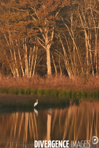 La faune sauvage de Sologne