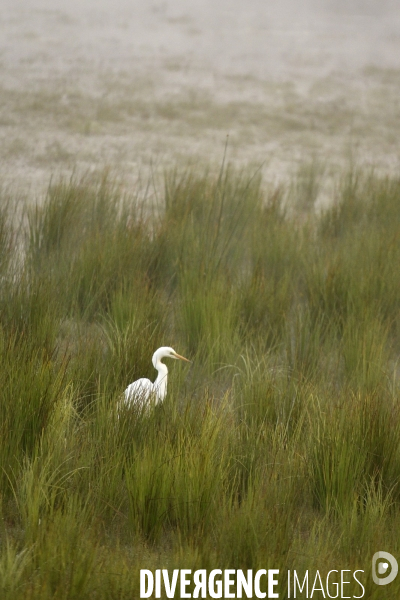 La faune sauvage de Sologne