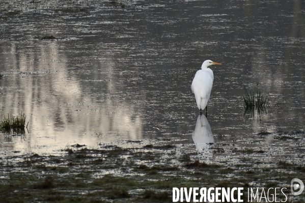 La faune sauvage de Sologne